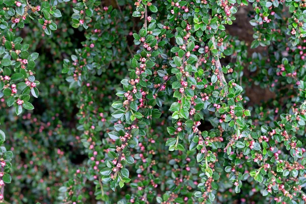 Ayı üzümü, arkostaphylos uva-ursi, yazın bahçede..