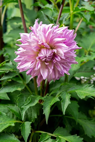 Dahlia white-pink flower in the garden. No shadows. Nature. — 스톡 사진