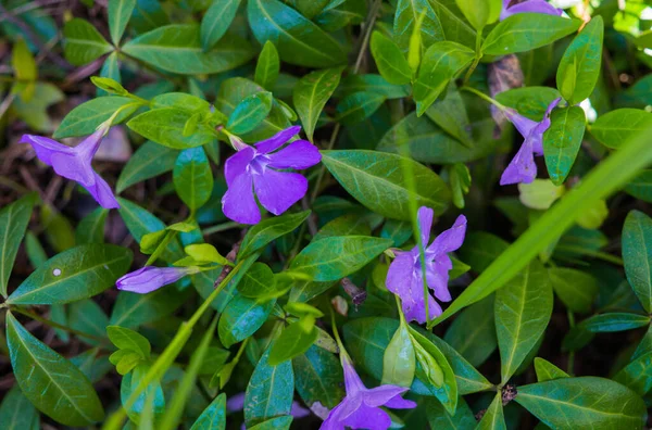 Beautiful violet Vinca flowers blooming in a city park. — Stock Photo, Image