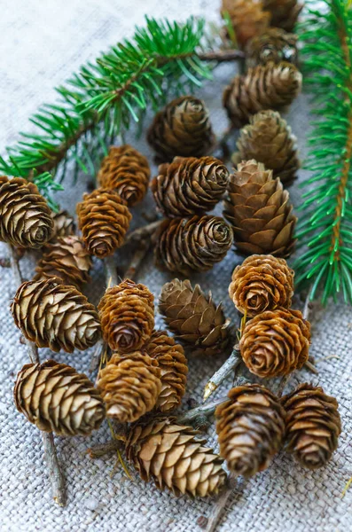 Small cones of larch lie on the table. — Stock Photo, Image