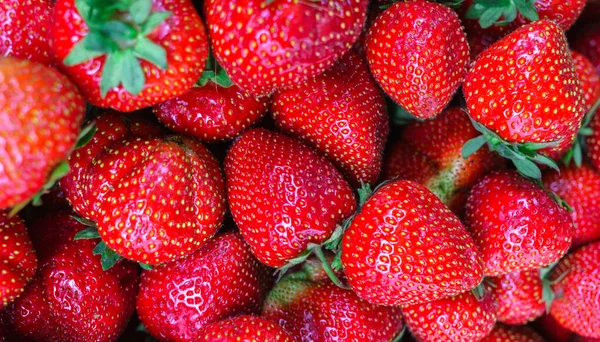 Una caja llena de fresas frescas, maduras y rojas . — Foto de Stock