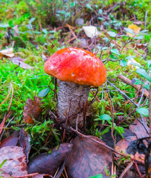 Een prachtige paddenstoel boletus, kruipend uit groen mos. — Stockfoto