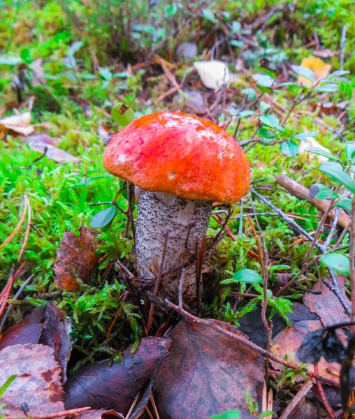 Um belo boleto de cogumelos, rastejando para fora do musgo verde . — Fotografia de Stock