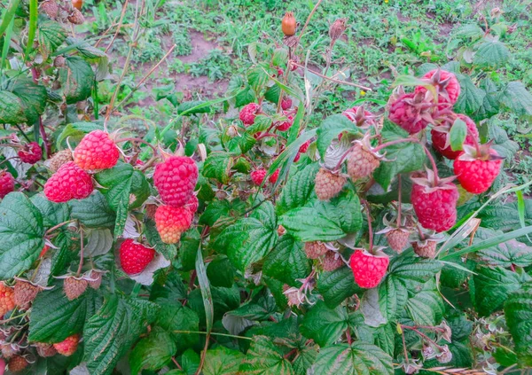 Framboesas vermelhas maduras orgânicas nos ramos do jardim . — Fotografia de Stock