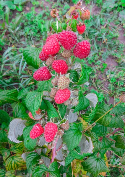Organic ripe red raspberries on the branches in the garden. — Stock Photo, Image