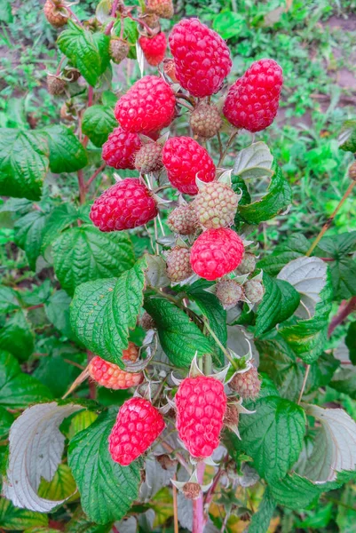 Framboesas vermelhas maduras orgânicas no mato, jardim, comida . — Fotografia de Stock