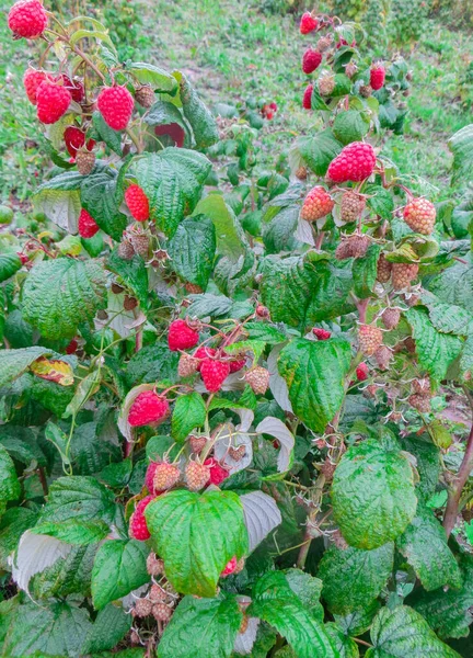 Organiczne dojrzałe czerwone maliny na gałęziach ogrodu. — Zdjęcie stockowe