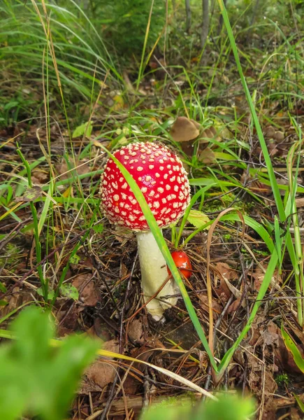 Rojos en un guisante blanco vuelan agáricos, en un claro en el bosque . — Foto de Stock