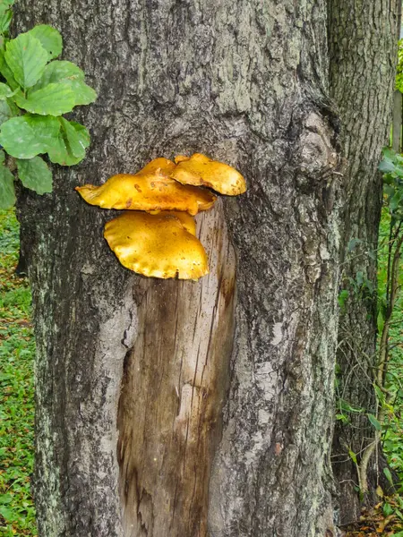 Champiñón amarillo Pantovik en corteza de árbol dañada . — Foto de Stock