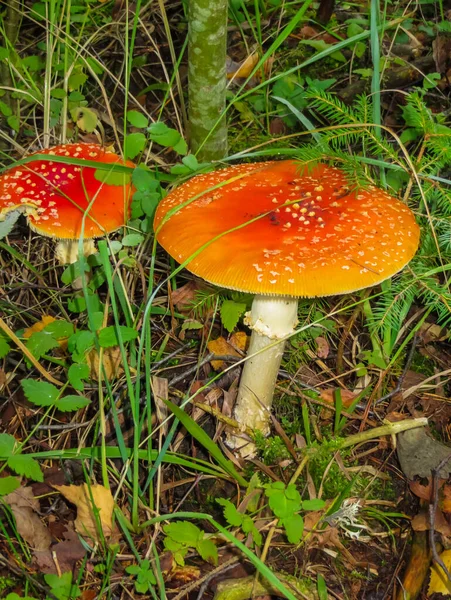 Rojos en un guisante blanco vuelan agáricos, en un claro en el bosque . — Foto de Stock