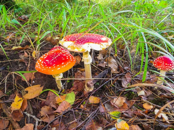 Rojos en un guisante blanco vuelan agáricos, en un claro en el bosque . —  Fotos de Stock