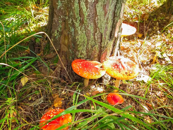 Rote in einer weißen Erbse fliegen agaric, auf einer Lichtung im Wald. — Stockfoto