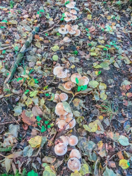 Rote in einer weißen Erbse fliegen agaric, auf einer Lichtung im Wald — Stockfoto