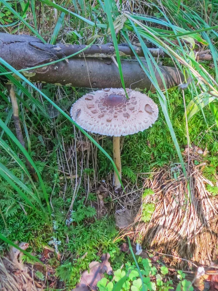 Eetbare paraplu paddenstoel vermeld in het rode boek. — Stockfoto