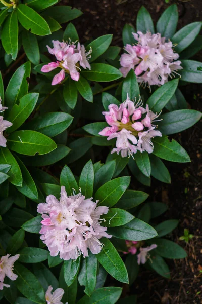 Şehir Parkında Güzel Beyaz Pembe Rhododendron Çiçekleri — Stok fotoğraf