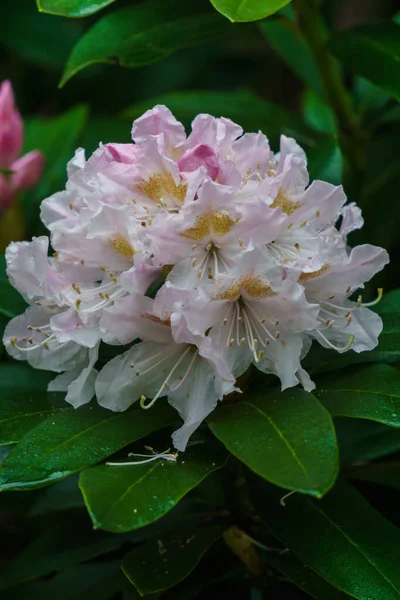 Vackra Vita Rosa Rhododendron Blommor Stadspark — Stockfoto