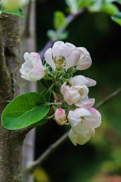 Fleurs Blanches Pommier Sur Une Branche Dans Jardin — Photo