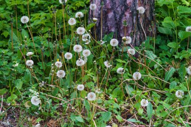 Yeşil bir tarladaki çimlerin arasında tüylü karahindibalar