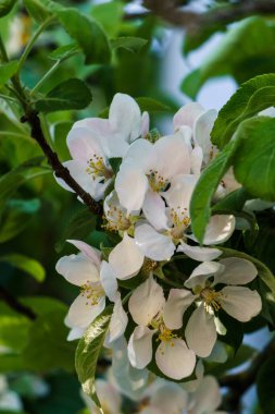 Bahçedeki bir dalda elma ağacının narin çiçekleri ve tomurcukları.