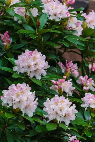 Hermosas Flores Rododendro Blanco Rosado Parque Ciudad —  Fotos de Stock