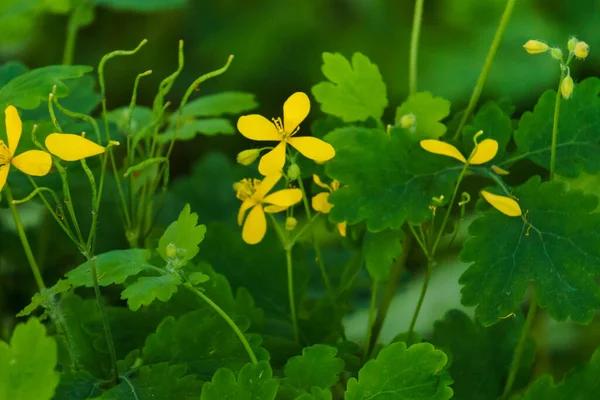Flores Amarelas Folhas Verdes Uma Erva Medicinal Celandine Maio — Fotografia de Stock