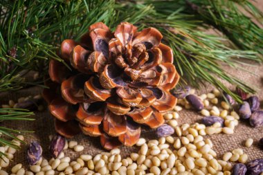 Masada soyulmuş fındıklı sedir konisi.