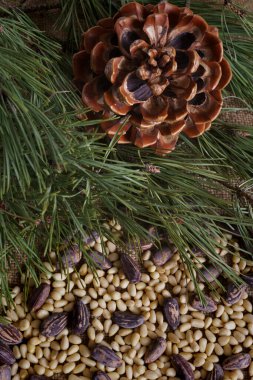 Masada fındıklı sedir konileri