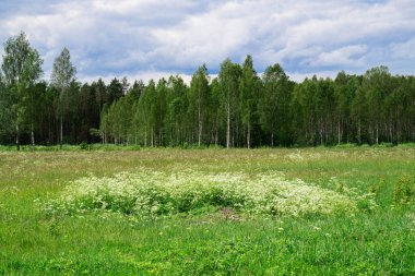 Yazın Letonya 'da güzel tarlalar, ormanlar ve mavi gökyüzü.