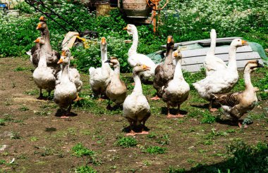 Kholmogory kazları - kaliteli et, tüy, yağ ve tüylerin kaynağı.