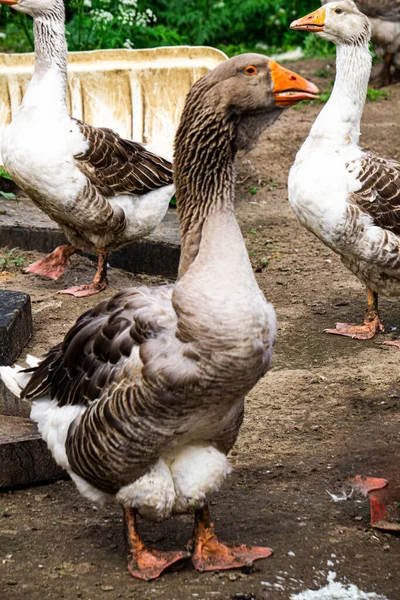 Kholmogory Gänse Eine Quelle Von Hochwertigem Fleisch Flaum Fett Und — Stockfoto