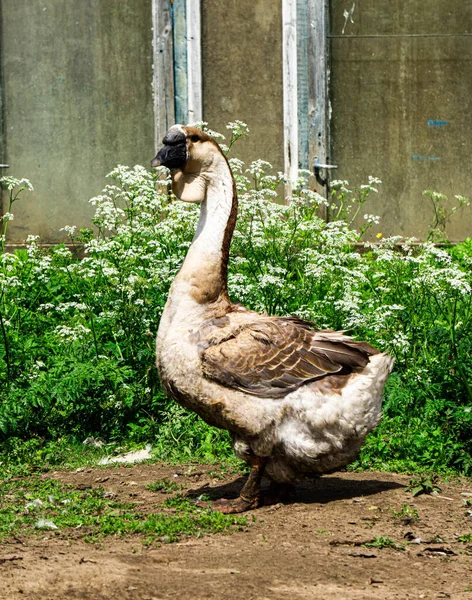 Kholmogory Ganzen Een Bron Van Kwaliteitsvlees Pluis Vet Veren — Stockfoto