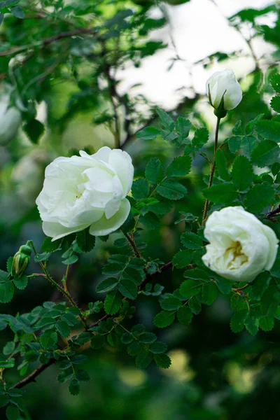 Green bush of wild rose hips with white flowers on a bright sunny day. — Stock Photo, Image