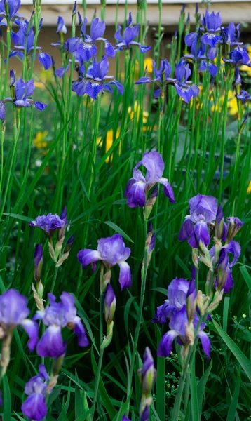 Tender blue irises on a flowerbed in a park in early summer.
