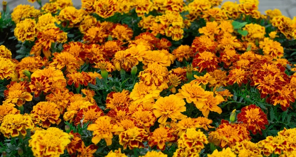 Zarte orange-gelbe Ringelblumen auf einem Blumenbeet in einem Park. — Stockfoto