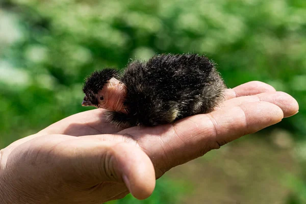 Little Chick Madagascar Fighting Chicken Palms — Stock Photo, Image