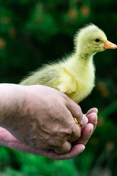 Geel Kuiken Eendje Handen Van Een Boer — Stockfoto