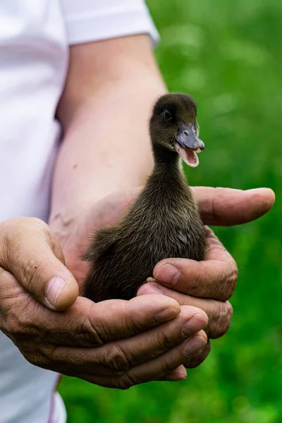 Little Black Duckling Chick Hands Farmer — Stock Photo, Image