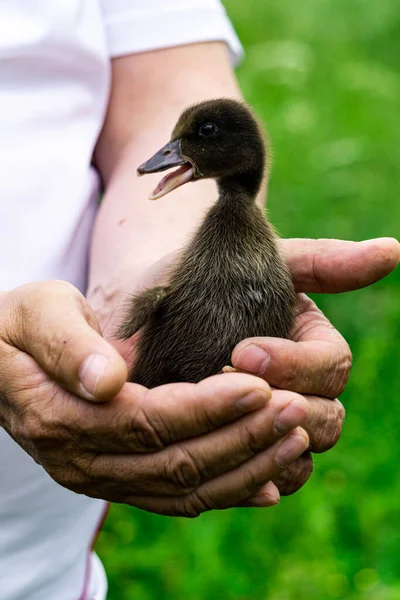 Little Black Duckling Chick Hands Farmer — Stock Photo, Image