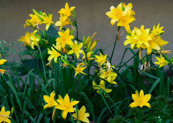 Schöne Gelbe Taglilien Auf Einem Blumenbeet Garten — Stockfoto