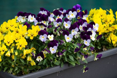 Masada bir demet leylak var..