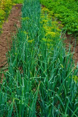 Kırsalda bir bahçe yatağında yeşil soğan tüyleri.
