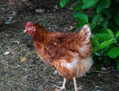 Kırsal kesimdeki bir çiftlikte, çitin içinde kahverengi bir tavuk yürüyor..
