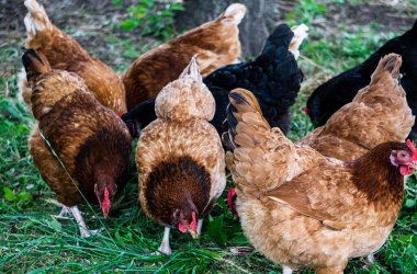 Çok renkli tavuklar kırsaldaki bir çiftlikte çimlere buğday gagalarlar..
