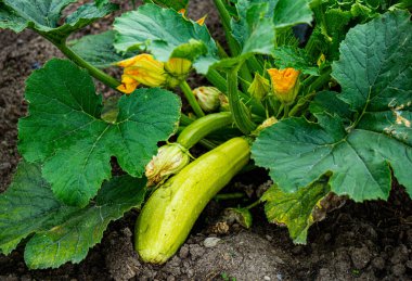 Genç, yeşil bir kabak çiçeği ve taze kabak..