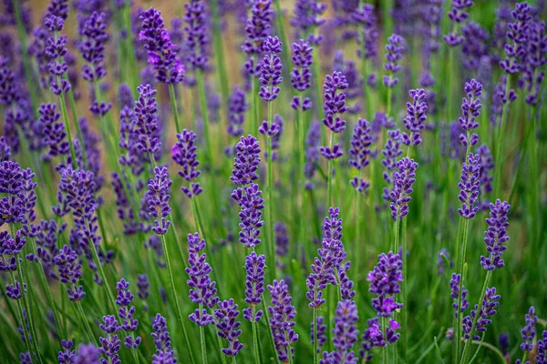 Fechar as flores de lavanda roxa no campo . — Fotografia de Stock