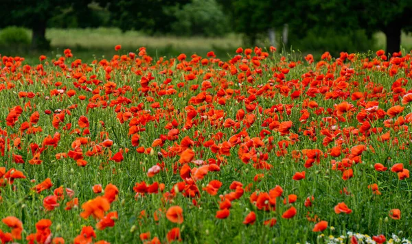 Campo Papaveri Rossi Campagna Lettonia — Foto Stock