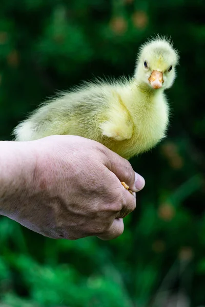 Žluté Kuře Kachní Rukou Farmáře — Stock fotografie