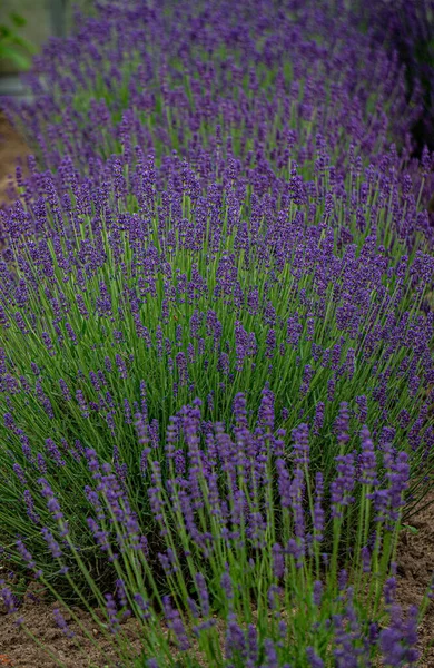 Närbild Buskar Med Lila Lavendel Blommor Landsbygden — Stockfoto