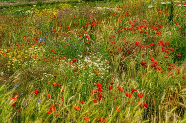 Güzel manzara. Yabani çiçekler, kırmızı gelincikler, kır çiçekleri beyaz ve sarı papatyalar.