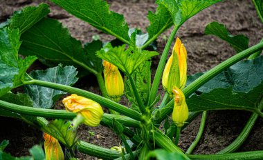 Genç, yeşil bir kabak çiçeği ve taze kabak.